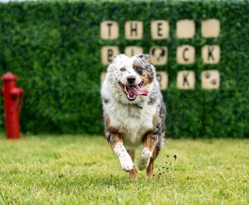 Dog running in THE BLOCK HOTEL on-site dog park